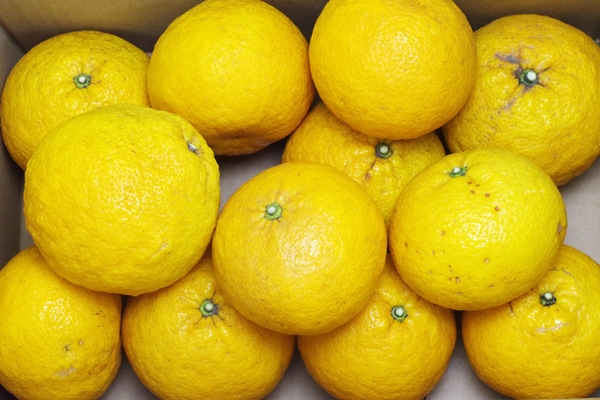 ��̵�������������ݡ��ڤʤ�ŲƤߤ���5kg�ι��縩����������ϡ�v5000��