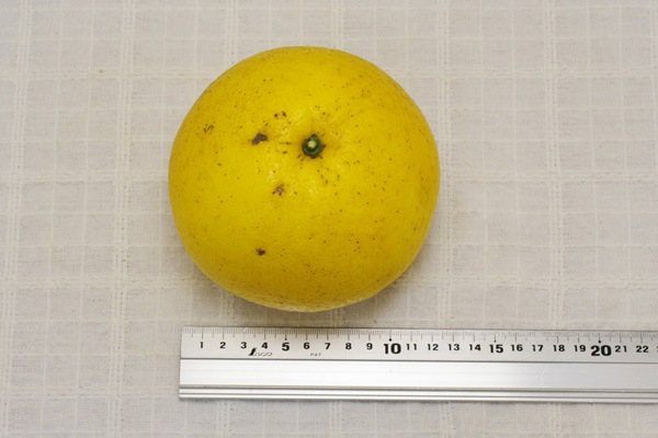 ��̵�������������ݡ۰�����1�� ʸö�ΰ��ǻ�̣���ʤ���γ��γ�����ä��ꤷ�����٤䤹���ߥ���ι��縩����������ϡ�v600��