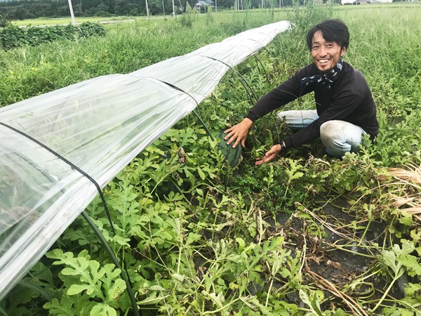 自然栽培のスイカ (大玉・固定種) ７kg前後　畑での肥料・農薬・除草剤不使用 無肥料・自然栽培】大玉スイカ5～7㎏［山形県：落合優哉］【産地