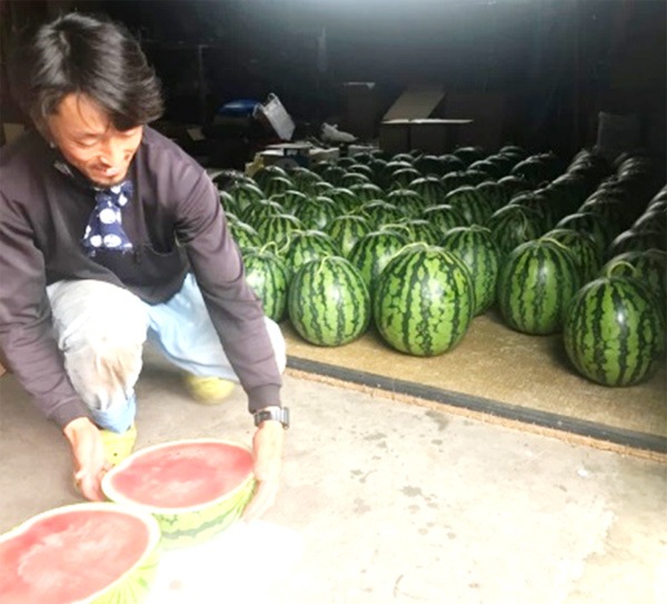 自然栽培のスイカ (大玉・固定種) ７kg前後　畑での肥料・農薬・除草剤不使用 無肥料・自然栽培】大玉スイカ5～7㎏［山形県：落合優哉］【産地