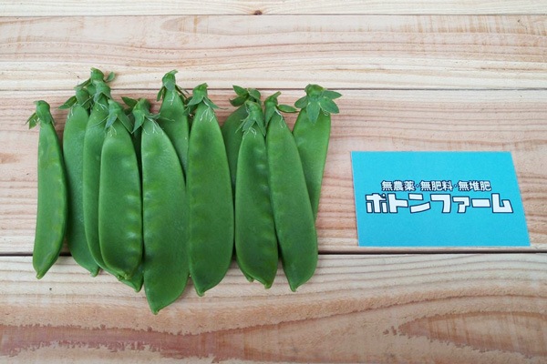 ��̵�������������ݡ��縨����ε����ܡ��ݥȥ�ե�����ϡ�v400�ۢ�6/6(��)ȯ��ʬ