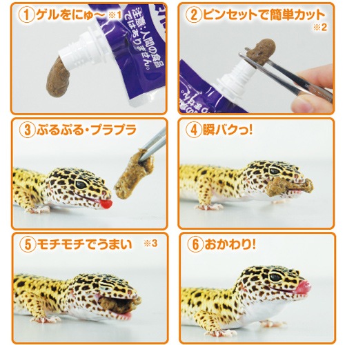 �ڣ������åȡ� �� ���硼��� �쥪�ѥ��� ������ �������� Ⱦ�ͤ꥿���� ��������α��ܿ� �����ա��� ��