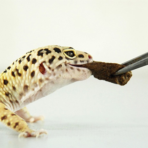 �ڹ񻺡� ���硼��� �쥪�ѥ��� 60g Ⱦ�ͤ꥿���� ��������α��ܿ� �����ա��� ��