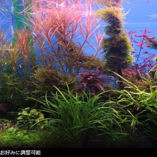 Chihiros LED C2 RGB Ǯӵ  ꥦ LED  ܥå  ҥ