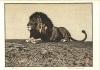 ライオン Lion
