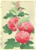 F081 立葵 花版画 Flower Woodcut-Hollyhock-