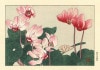 谷上廣南 木版画 シクラメン Konan Tanigami Woodcut