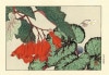 谷上廣南 木版画 ベゴニア Konan Tanigami Woodcut