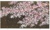 並木一 木版画 - Sakura 8 - Hajime Namiki Woodcut