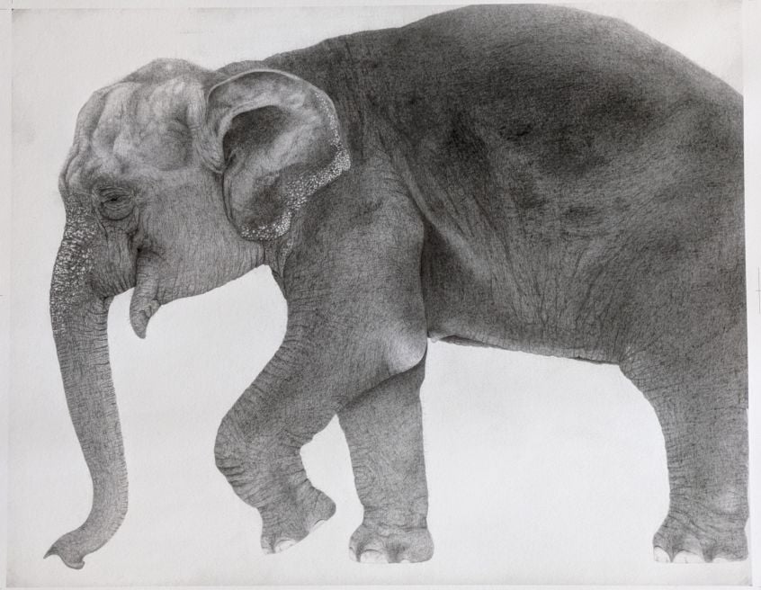 琴塚吉太朗 複製画 - アジアゾウ - Kichitaro Kotozuka High-Fidelity Fine Art Reproduction