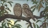 017001 ふくろう Two Owls|吉田遠志木版画 Toshi Yoshida Shin hanga|新版画　Shinhanga