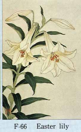 F066 百合 花版画 Flower Woodcut ‐Easter lily ‐