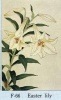F066 百合 花版画 Flower Woodcut ‐Easter lily ‐|花版画 夏 Flower Woodblock( Summer)|花版画 Flower Woodblock