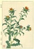 F146 紅花 花版画 Flower Woodcut ‐Safflower‐|花版画 夏 Flower Woodblock( Summer)|花版画 Flower Woodblock