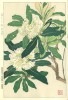 F147 ねもと石楠花 花版画 Flower Woodcut ‐Rhododendron‐|花版画 夏 Flower Woodblock( Summer)|花版画 Flower Woodblock
