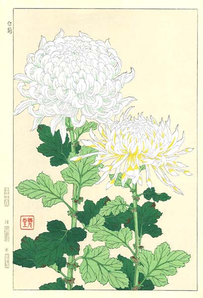 F033 白菊　花版画　Flower Woodcut ‐Chrysanthemum ‐