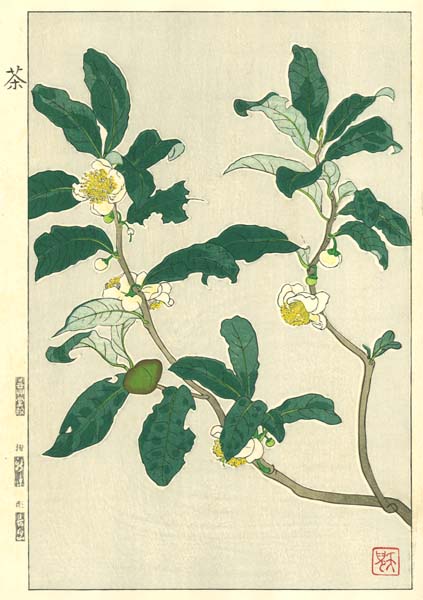 てっさい堂アンティーク版画　植物 3枚セット 0_9daa1101ed8d17653f870dcfa909