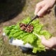 フェデカ FEDECA クレーバートング mini プレーン