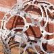 Alligator -  Motion