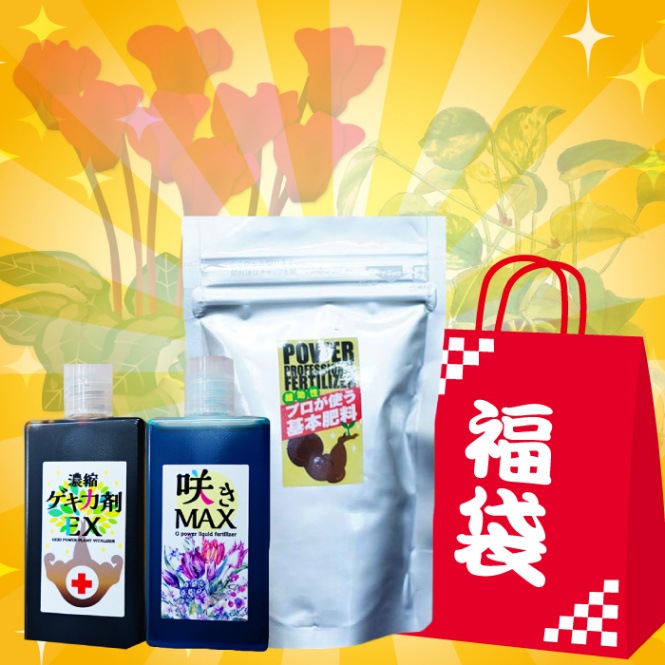 数量限定】2022 シクラメン&パンジー&ビオラ咲く咲く福袋【全額無料のチャンス!】 数量限定】2022 シクラメン&パンジー&ビオラ咲く咲く福袋【全額無料のチャンス!】