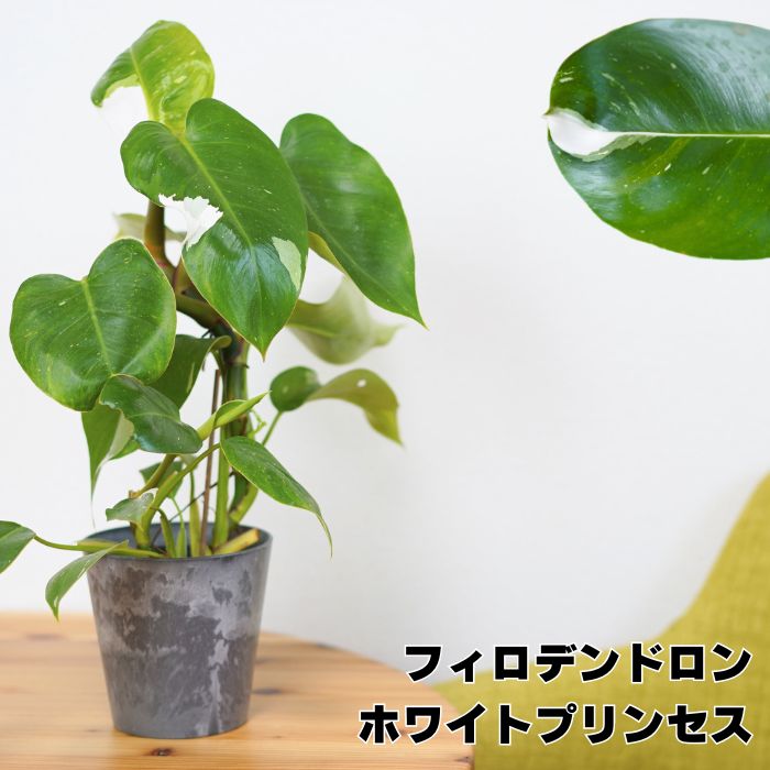 希少な斑入り フィロデンドロン ホワイトプリンセス 4号ポット苗 観葉植物