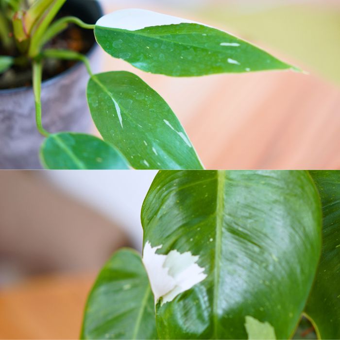 希少な斑入り フィロデンドロン ホワイトプリンセス 4号ポット苗 観葉植物