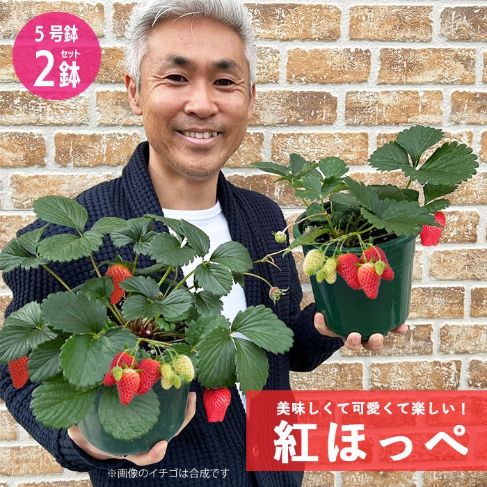 いちご苗 紅ほっぺ 40ポット