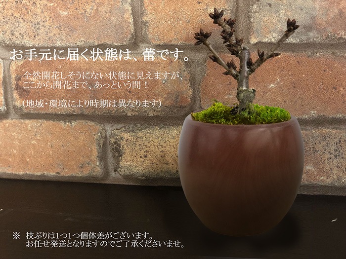 蕾の状態です 冬咲きの八重 桜 盆栽 プレゼント 一才桜 旭山 2月に開花するように仕立てられたサクラ さくら です 陶器鉢仕立て 蕾の状態です 冬咲きの八重 桜 盆栽 プレゼント 一才桜 旭山 2月に開花するように仕立てられたサクラ さくら です 陶器鉢仕立て