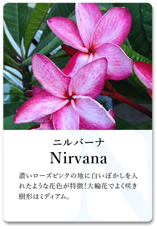 花サボテン 白雪姫 大型大輪美花 （現品】多肉植物 花サボテン