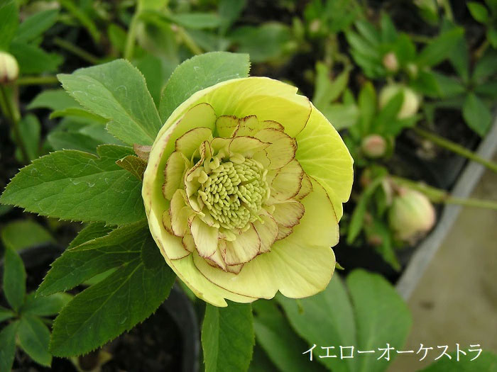全7種!クリスマスローズ バイキング 2年生 5号大株 苗 開花~開花見込み株 DD ダブル 八重 メリクロン苗 ミヨシ クリスマスローズ ラッピング・メッセージカード不可 全7種!クリスマスローズ バイキング 2年生 5号大株 苗 開花~開花見込み株 DD ダブル 八重 メリクロン苗 ミヨシ クリスマスローズ ラッピング・メッセージカード不可