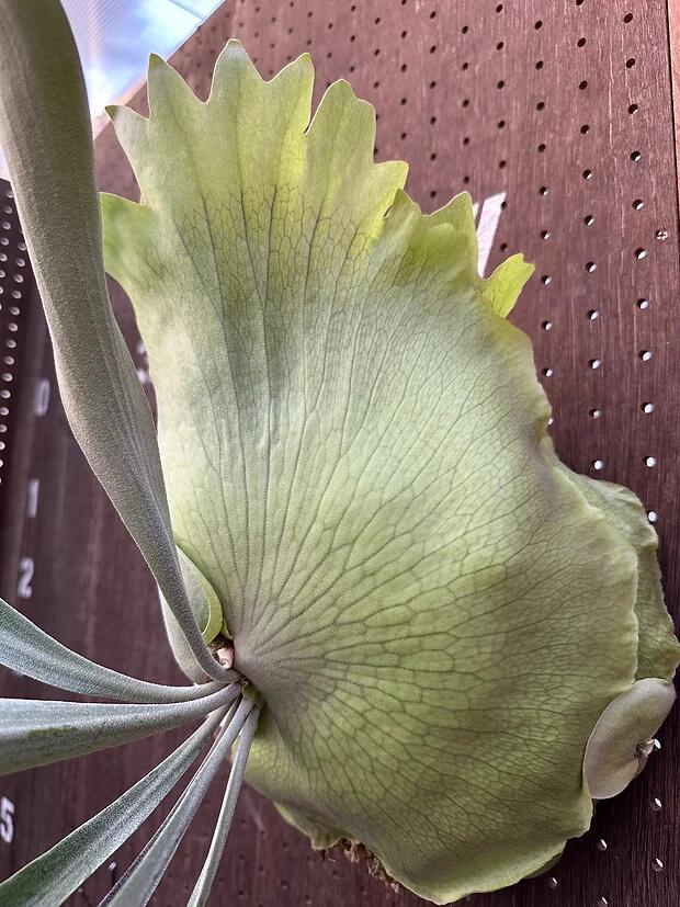 P.Fubuki, P.Ginka, P.Yellow moon【artPLANTs/PLANTS GARAGE】ビカクシダ/Platycerium  | artPLANTs　（アートプランツ） powered by BASE
