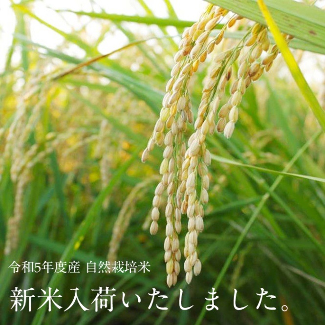 ☆週末限定☆自然栽培米 くず米 飼料米 鳥のえさ 20㎏ 農薬・