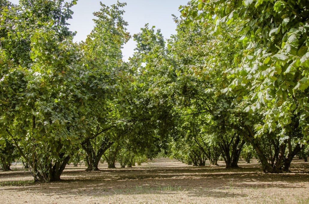 オーガニック ヘーゼルナッツ　生　150g～  ヨーロッパBio認証　2024年秋収穫　Tonda Gentile Romana種　　Sgusciate