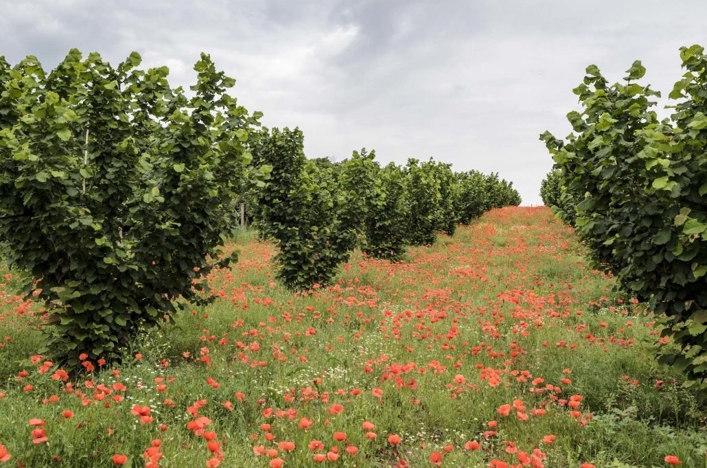 オーガニック ヘーゼルナッツ　生　150g～  ヨーロッパBio認証　2024年秋収穫　Tonda Gentile Romana種　　Sgusciate
