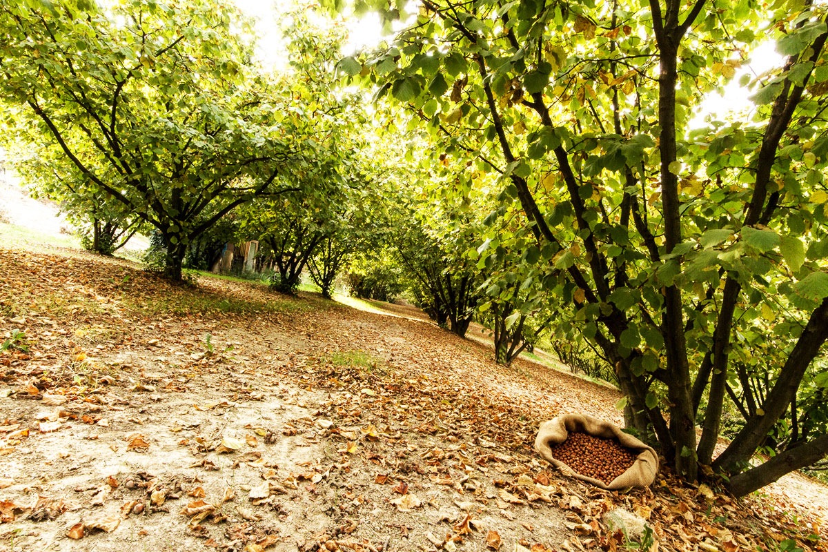 オーガニックヘーゼルナッツ 150ｇ～ 皮付き生 ヨーロッパBio認証　2024年秋収穫　ピエモンテIGPヘーゼルナッツ Sgusciate