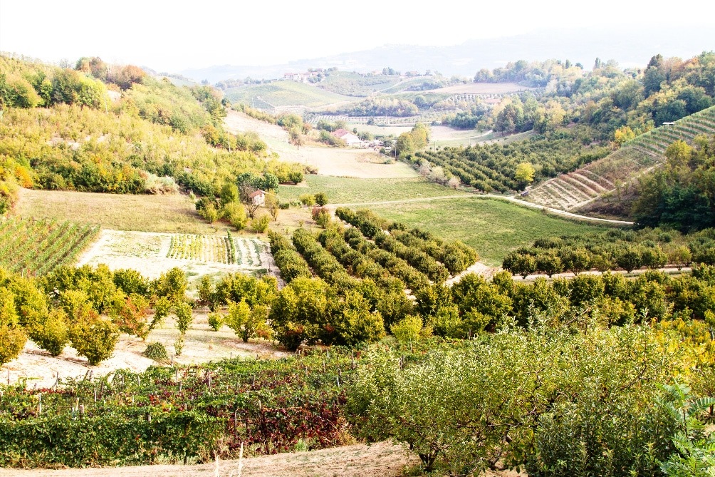 オーガニックヘーゼルナッツ 150ｇ～ 皮付き生 ヨーロッパBio認証　2024年秋収穫　ピエモンテIGPヘーゼルナッツ Sgusciate