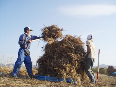 自然栽培・天日自然乾燥　北の大地の乾燥黒豆 1kg