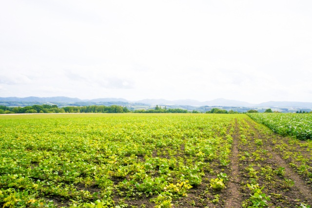 自然栽培・天日自然乾燥　北の大地の乾燥黒豆 1kg