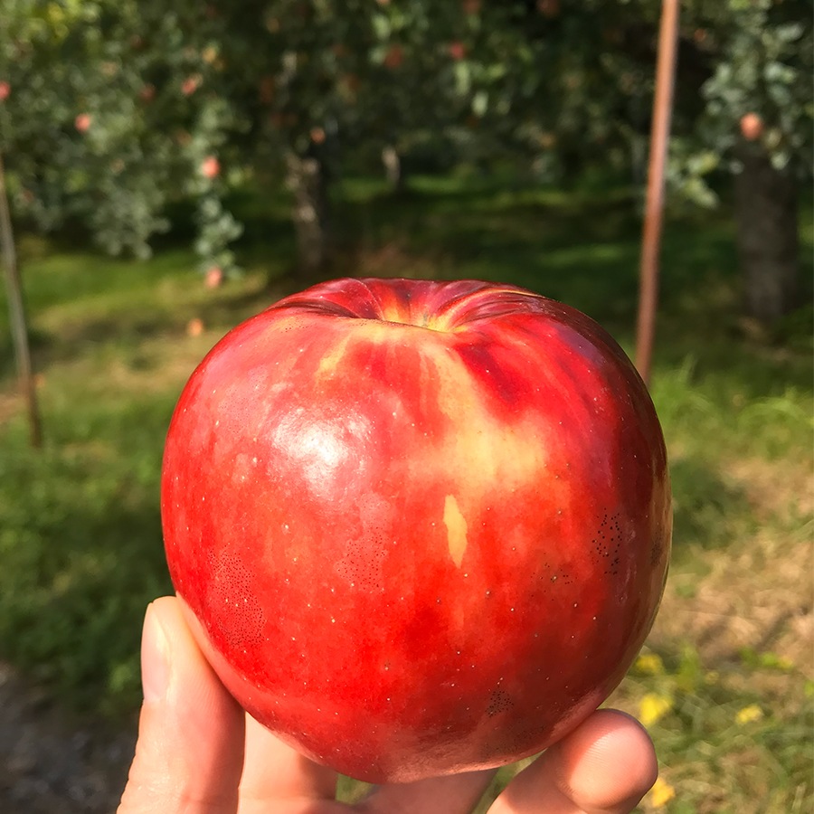 【店頭受取限定】_ ヨーグルトのセミフレッドケーキ（アイスケーキ）