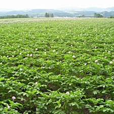 北海道産 片栗粉 1kg 無農薬・無肥料栽培じゃがいも100%使用