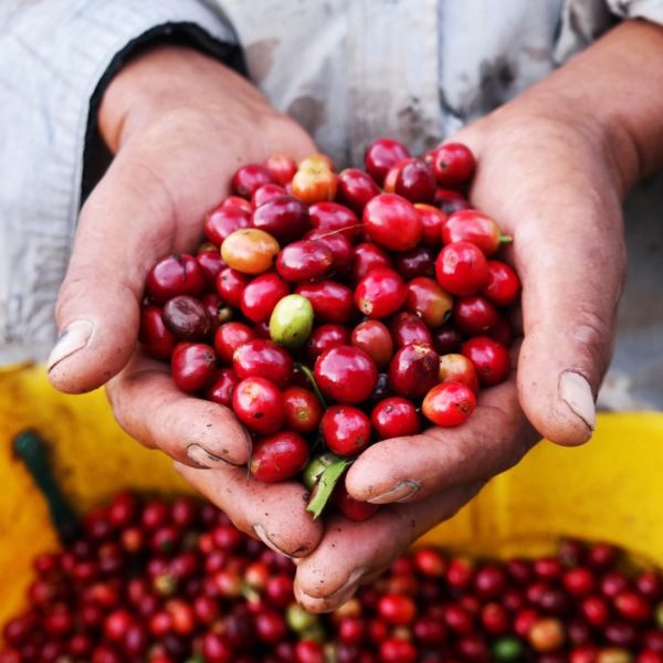 オーガニックコーヒー豆　エチオピア産　100g
