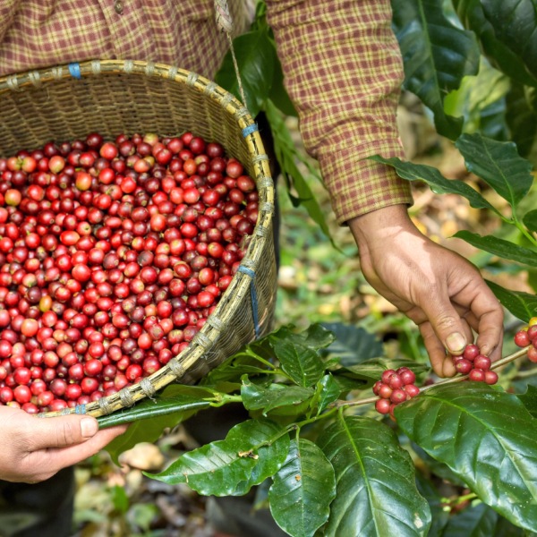 オーガニックコーヒー豆　カフェインレス　100g