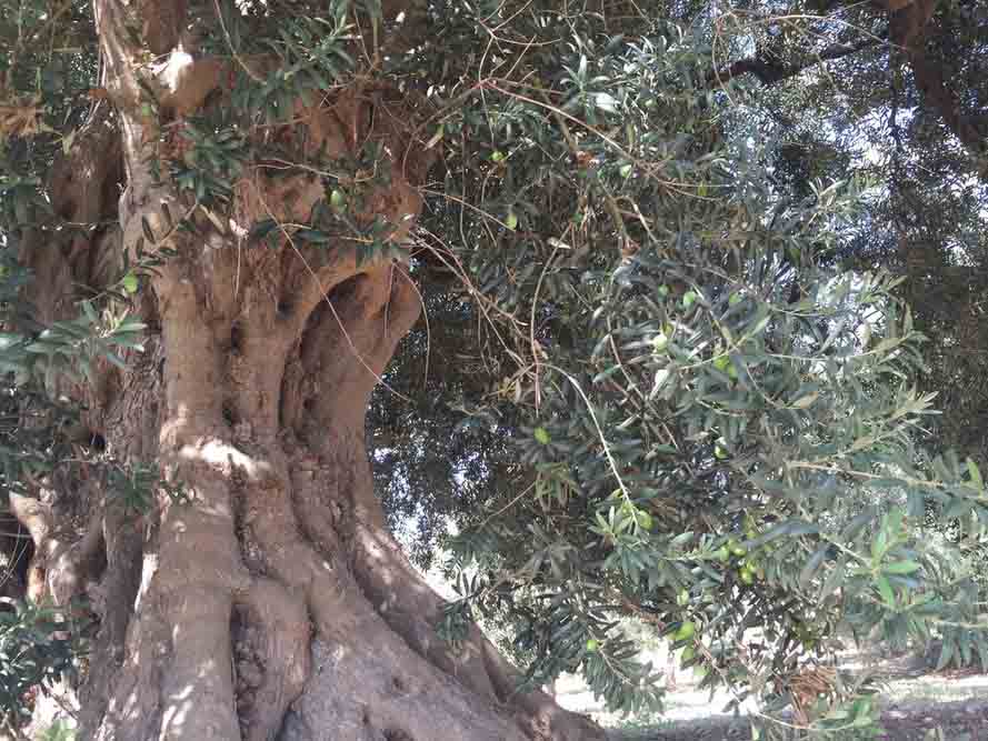 【2025年ノヴェッロ 12本限定】ザハラ オーガニックエキストラヴァージンオリーブオイル 搾りたて空輸 250ml