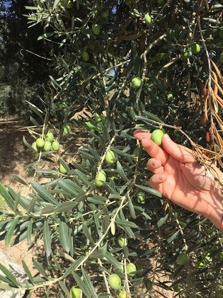 【2025年ノヴェッロ 12本限定】ザハラ オーガニックエキストラヴァージンオリーブオイル 搾りたて空輸 250ml