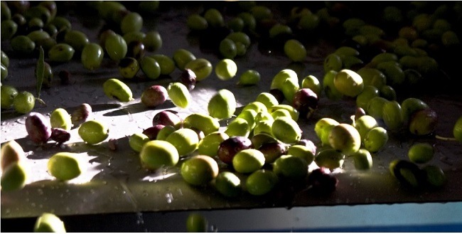 【2025年ノヴェッロ 12本限定】ザハラ オーガニックエキストラヴァージンオリーブオイル 搾りたて空輸 250ml