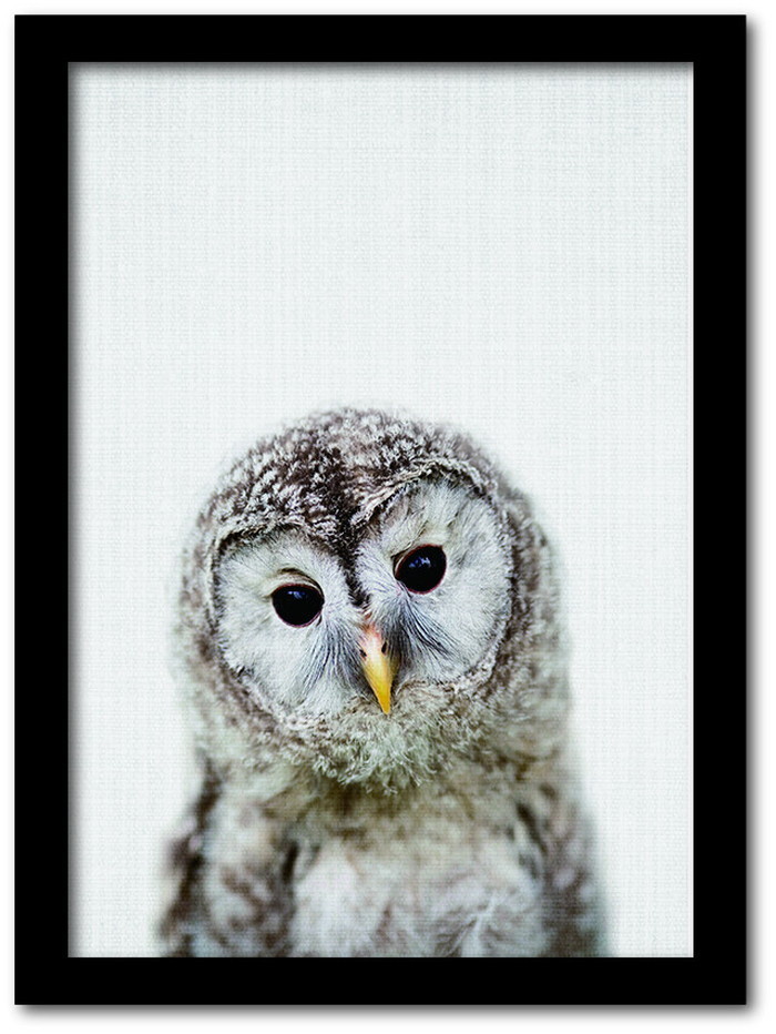 Animal Children series Owl フクロウ CB 1003BK フレームカラー：ブラック サイズ：A4 kar-8238779s4|あ〜い|アート・絵画