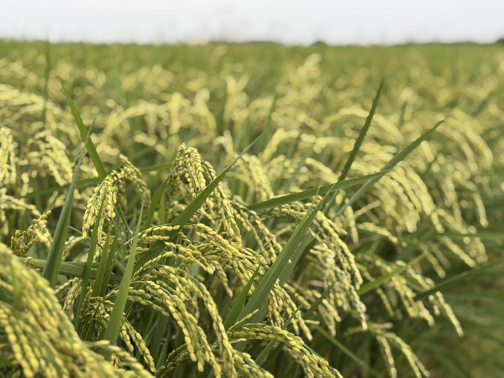 �ǲ褹�ߤå����餷 ���β���Ȥդ���Υ��������������ơ�300���5��