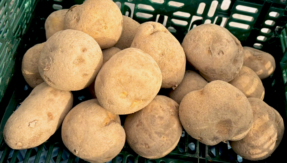 �������η� ����塼�������饤�� �Ĥ椶���ե����ࡡ�ޤҤ뤤��