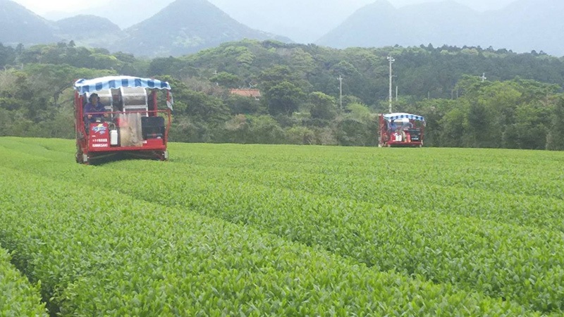 ���� �����绺 �����ߤɤ� 50g ��4����ܰʹߤ�ȯ��ͽ���