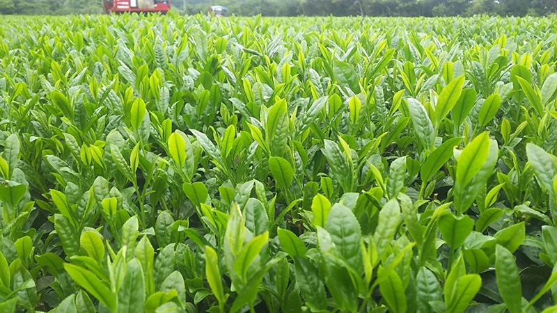 幕男　みどり　23年5月　購入品 2025年最新】幕男 みどりの人気アイテム - メルカリ